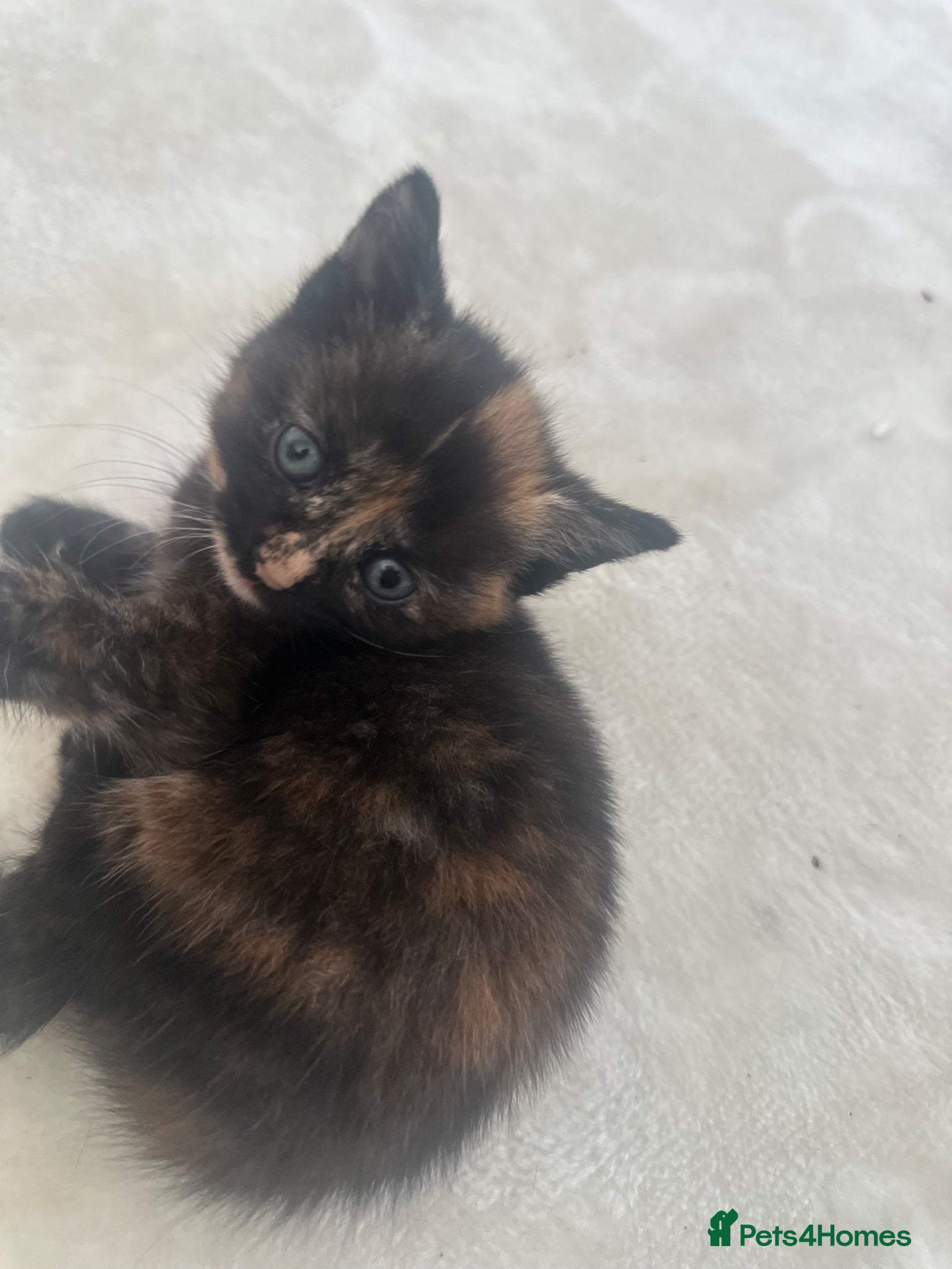 European cats 🐱 The 6 Kittens — all lovely blue eyes - Advert 1