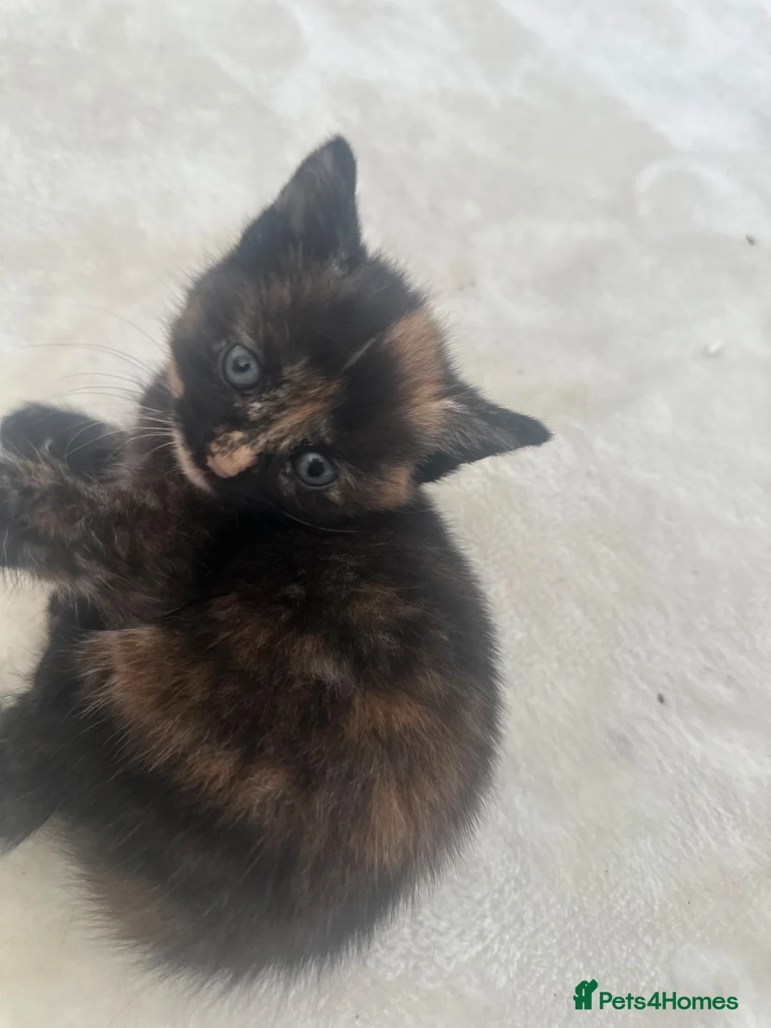 European cats for sale: 🐱 The 6 Kittens — all lovely blue eyes in Bradford - Advert 1