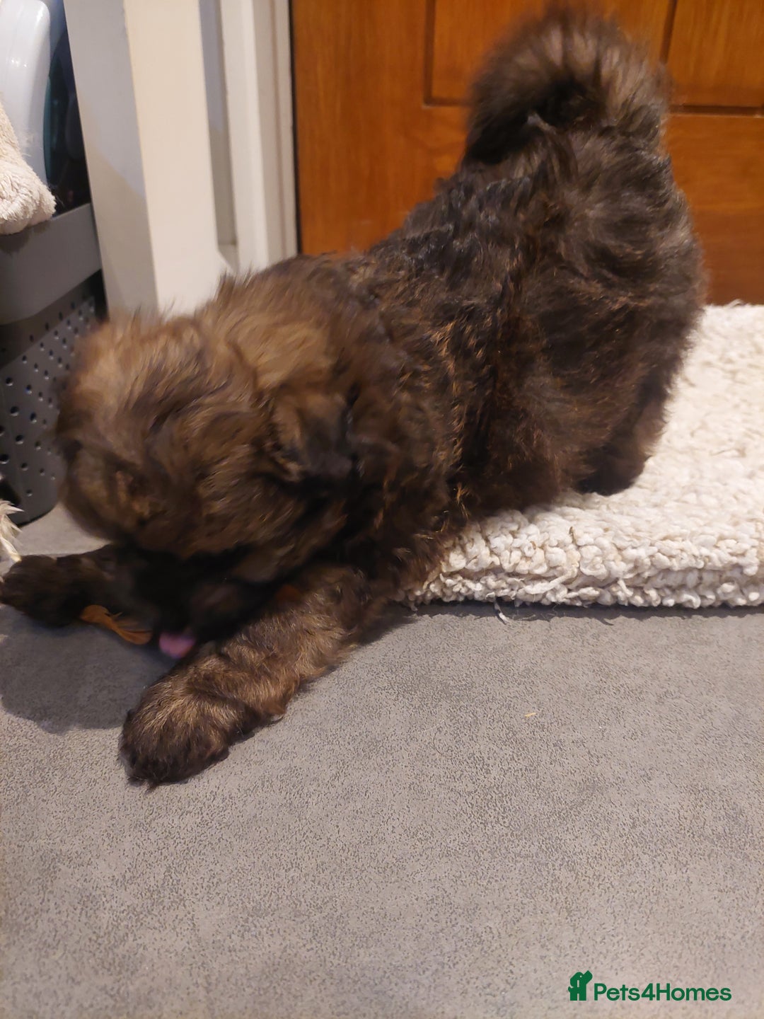 Pomapoo dogs for sale: Pomapoo male - Advert 7