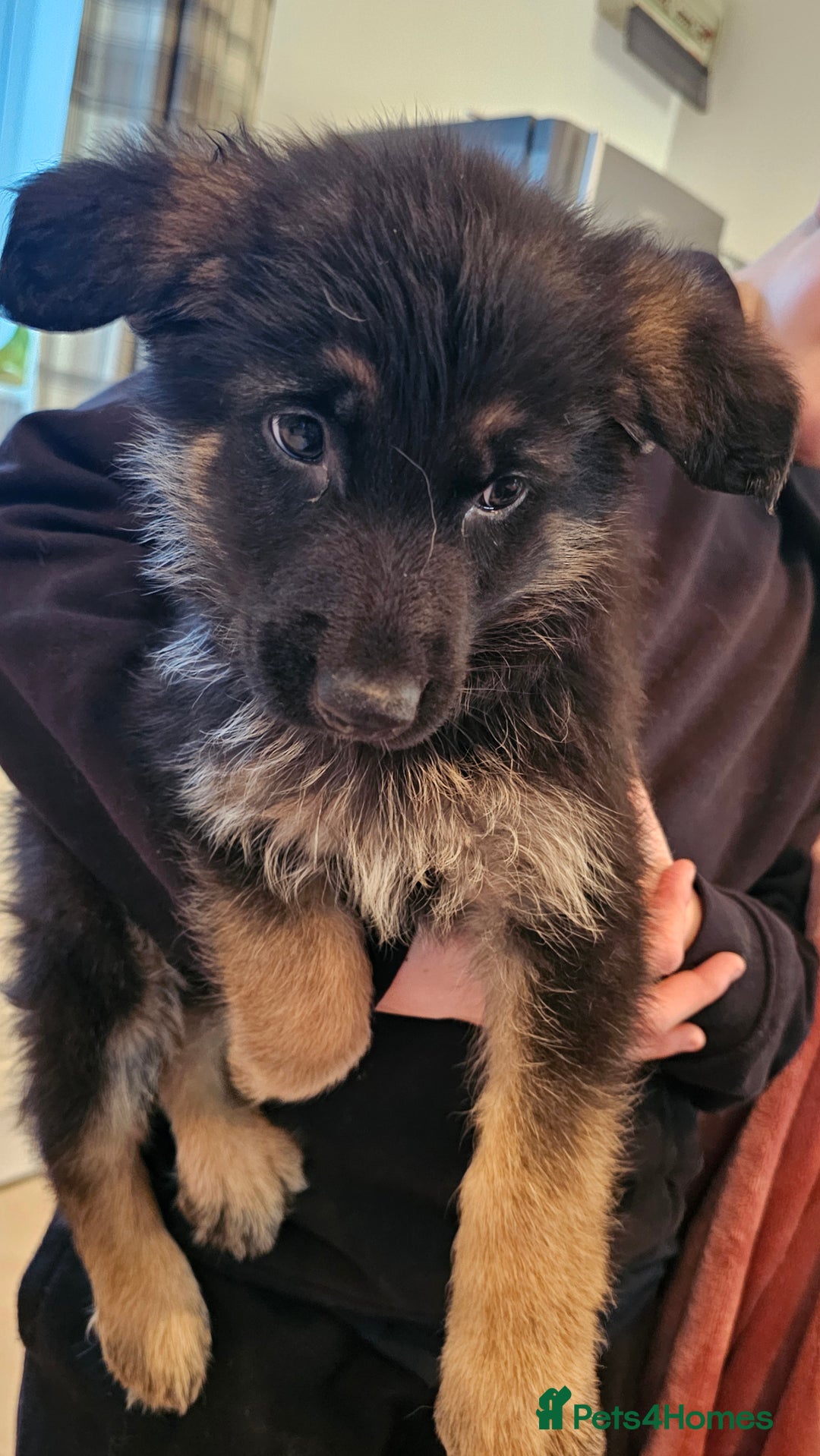 German Shepherd dogs for sale: Beutiful German Shepherd Puppies - Advert 3