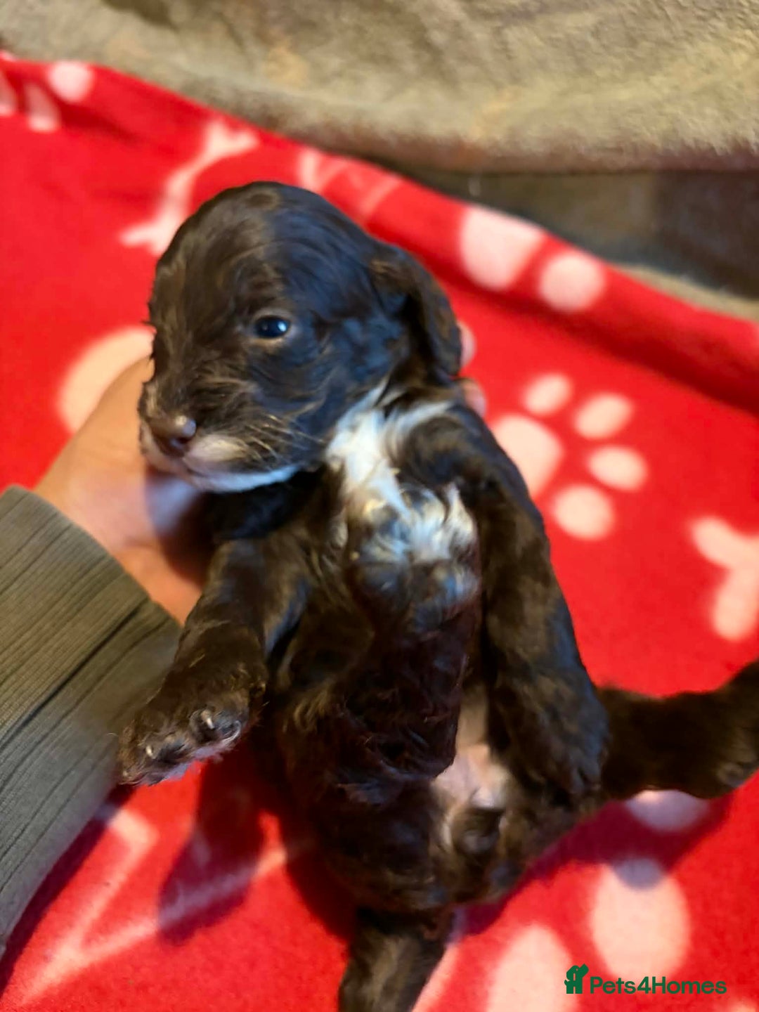 Cockapoo dogs for sale: Stunning health tested F1b toy cockapoos - Advert 12