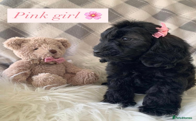 Cockapoo dogs - Advert 12