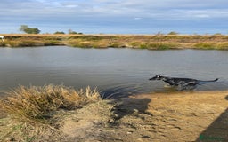 Mixed Breed dogs for sale: Tilly the Sheprador GSD/Lab cross - Image 7