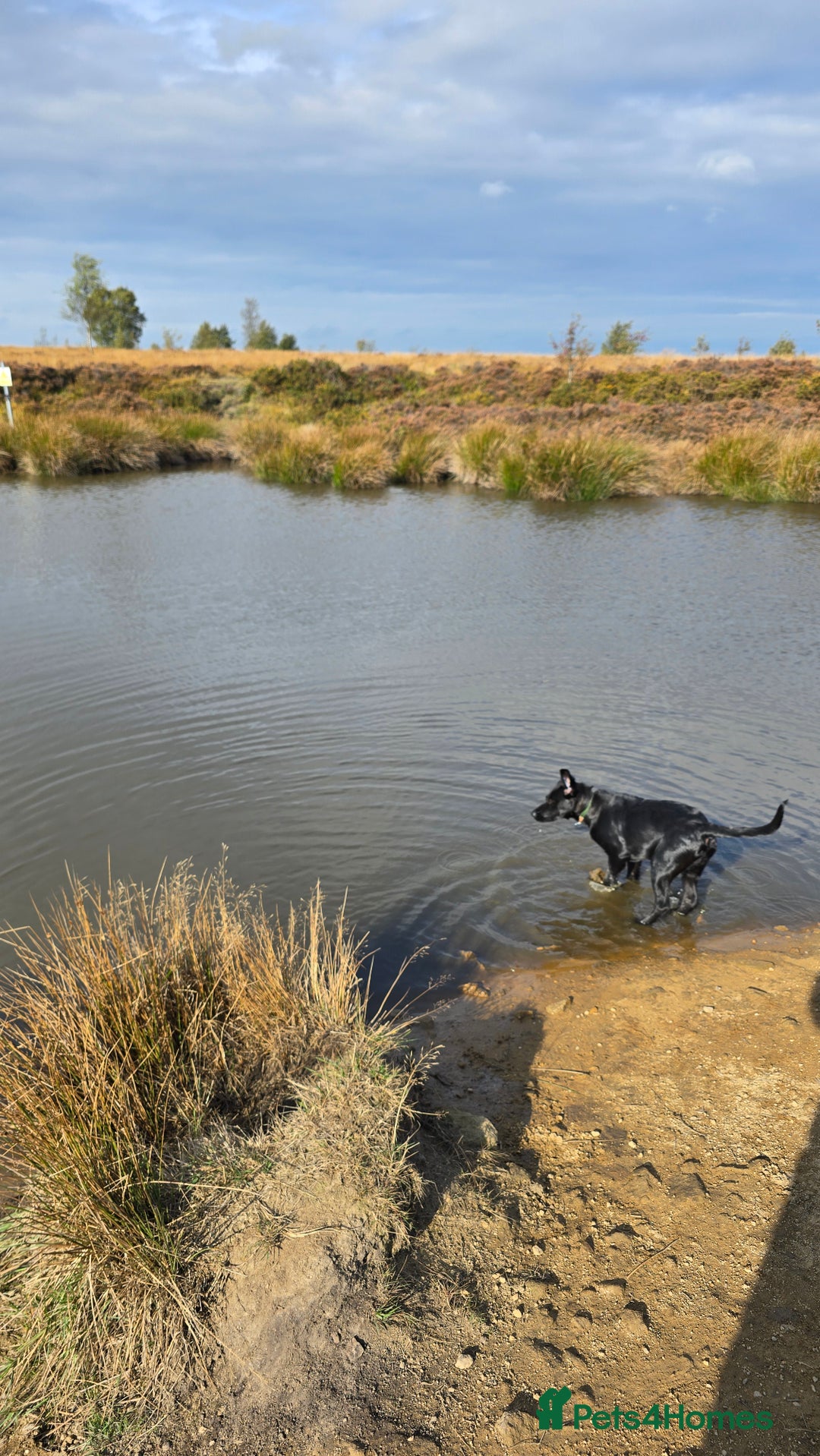 Mixed Breed dogs for sale: Tilly the Sheprador GSD/Lab cross - Image 7