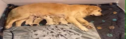Golden Retriever dogs for sale: Championship lines puppies - Advert 1
