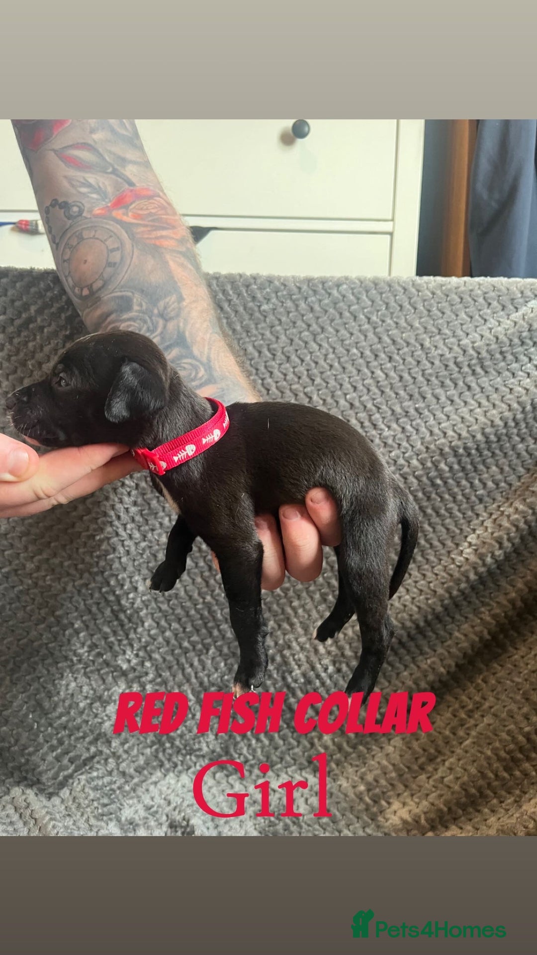 Mixed Breed dogs for sale: 11 Lurcher x Staffy pups for Sale! - Advert 26