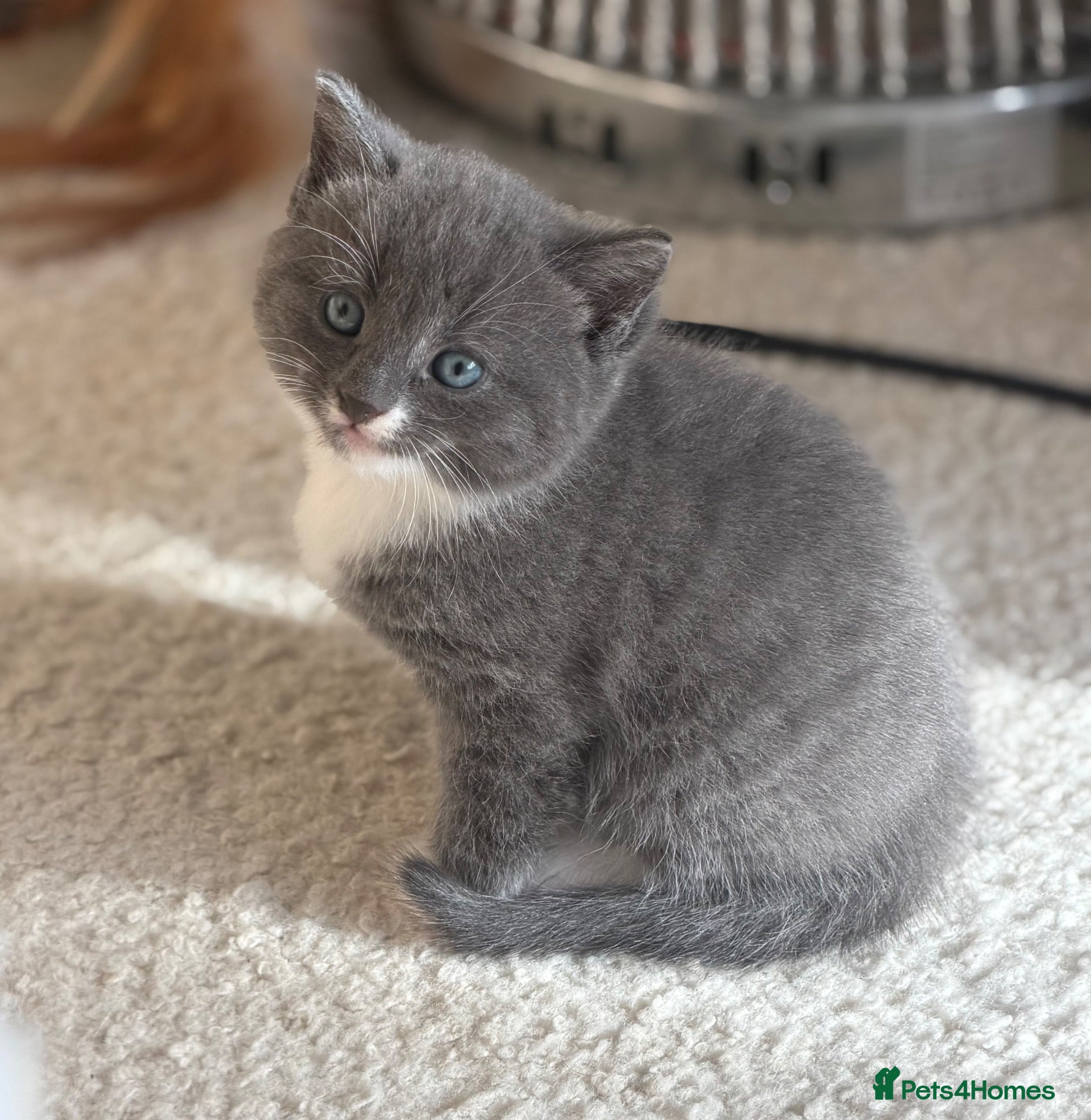 Mixed Breed cats 3 Beautiful kittens left (read description) 🌟 🐱  - Advert 16