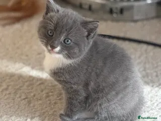 Mixed Breed cats 3 Beautiful kittens left (read description) 🌟 🐱 - Advert 16