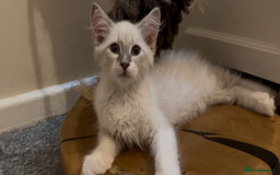 Siberian cats for sale: Siberians with wonderful personalities  - Image 2
