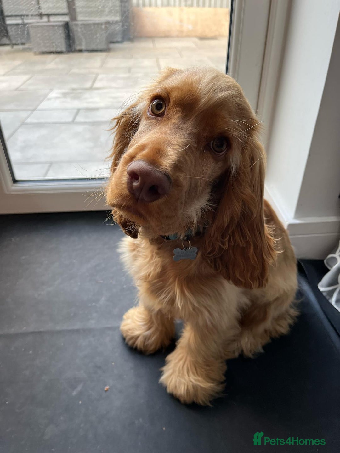 Cocker Spaniel dogs for sale: GOLDEN SHOW COCKER PUPPIES  - Image 20