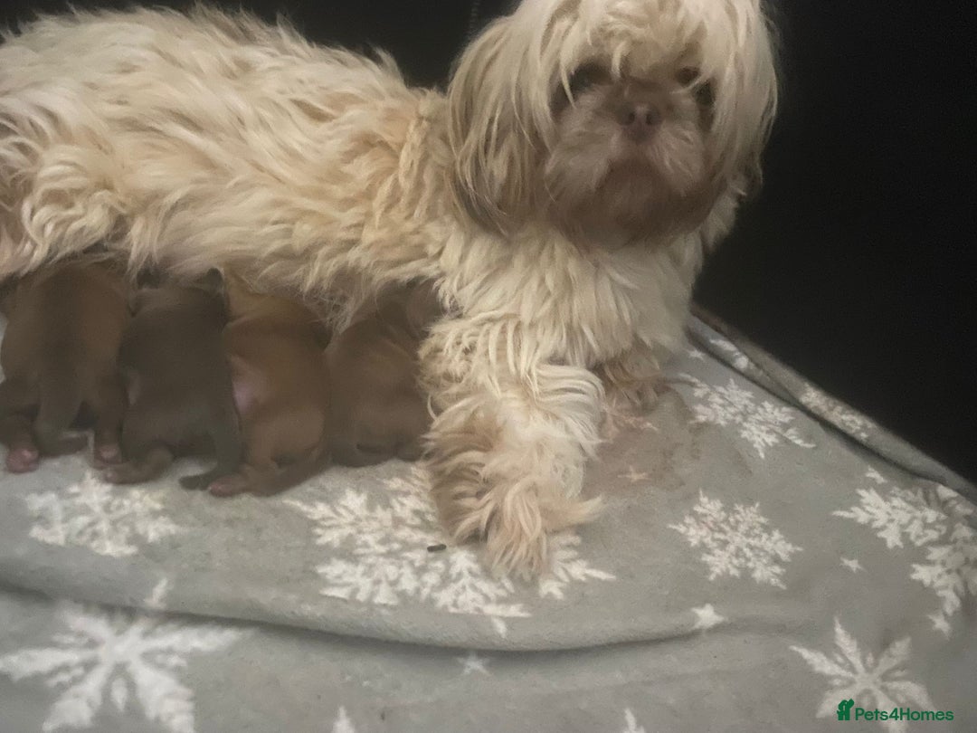 Shih Tzu dogs for sale: Chocolate imperial shihtzu puppies - Advert 10