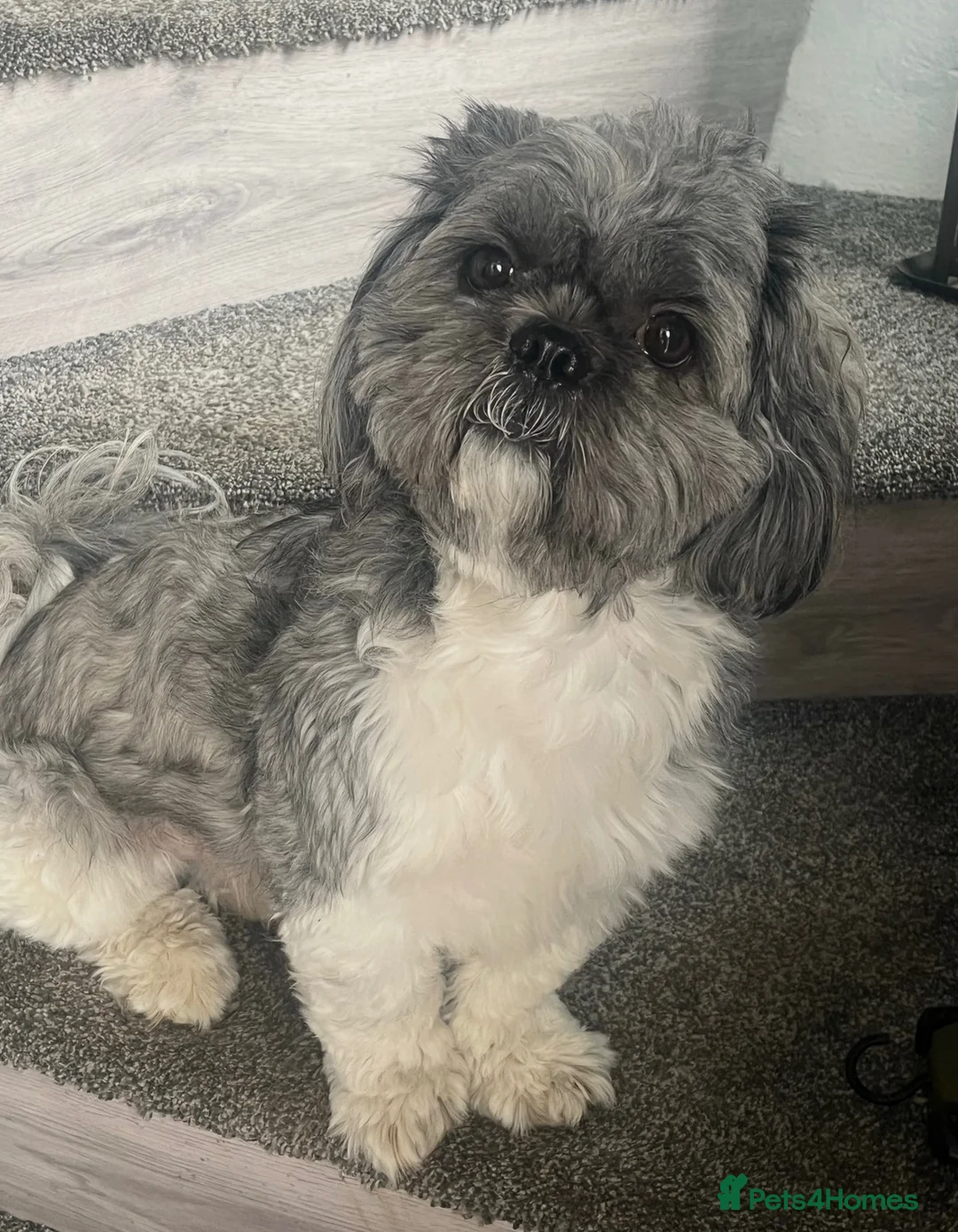 Shih Tzu dogs for stud: Stunning boy for stud  - Advert 2