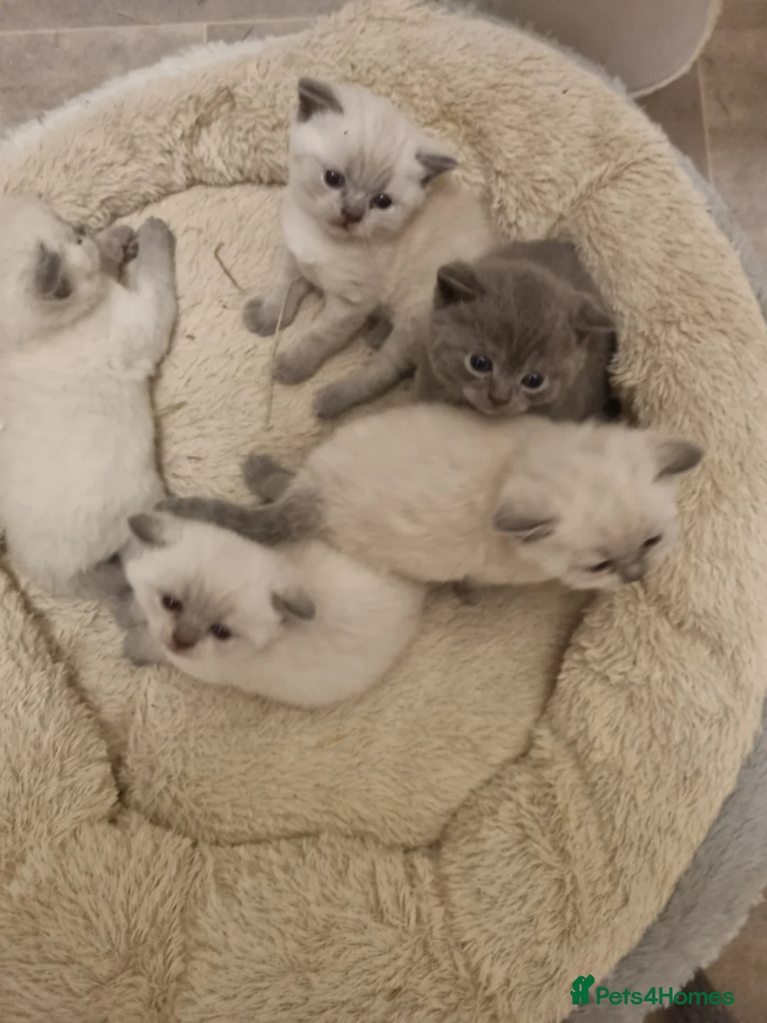 British Shorthair cats for sale: Colourpoint BSH - Advert 2