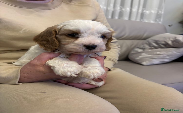 Cavapoo dogs 🐶🐩🐾STUNNING CAVAPOO PUPPIES🐾🐩🐶 - Advert 4