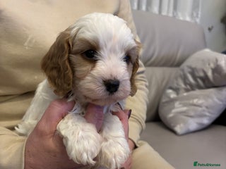 Cavapoo dogs 🐶🐩🐾STUNNING CAVAPOO PUPPIES🐾🐩🐶 - Advert 1