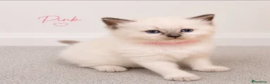 Ragdoll Kitten 1