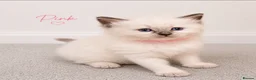Ragdoll cats for sale: Beautiful ragdoll kittens ready to reserve.    - Advert 17
