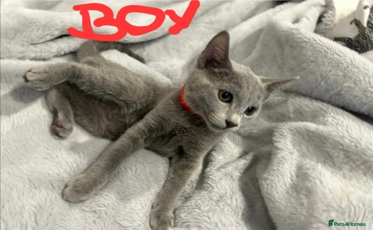 Mixed Breed cats - Advert 1