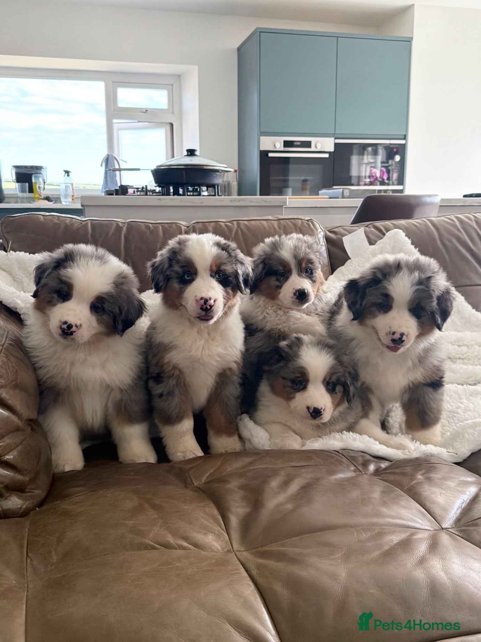 Mixed Breed dogs ⭐️SUPER RARE BERNESE x AUSTRALIAN SHEPHERD PUPS⭐️ - Advert 1