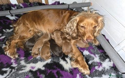 Cocker Spaniel dogs for sale: Beautiful cocker spaniels  - Image 8