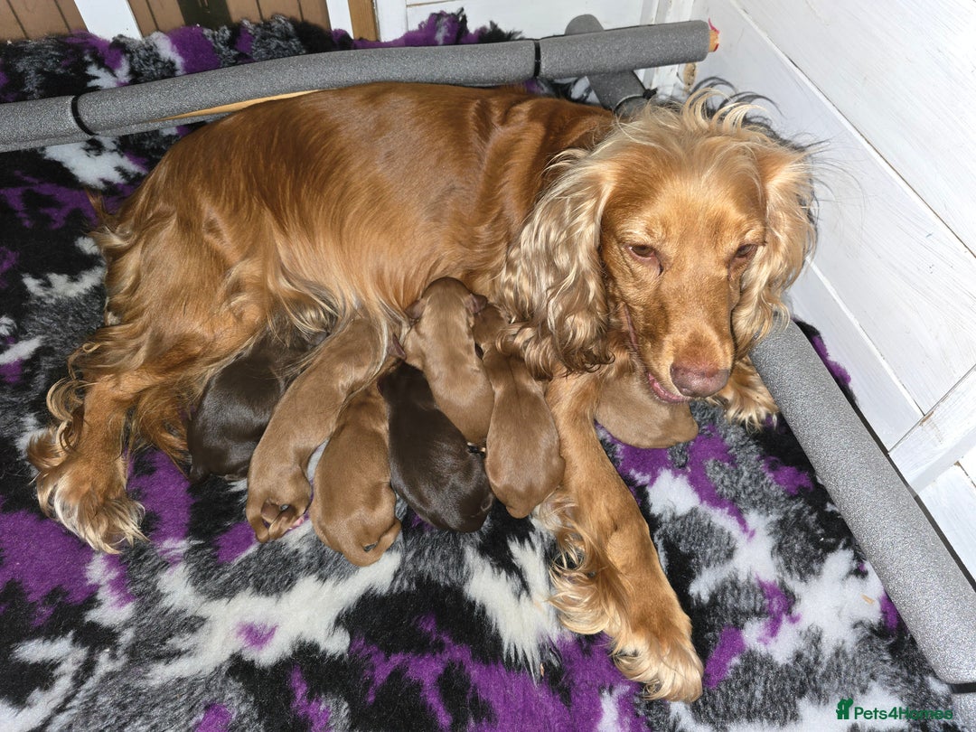 Cocker Spaniel dogs for sale: Beautiful cocker spaniels  - Image 8