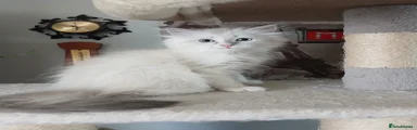 Siberian 1