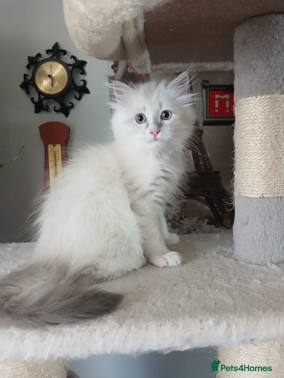 Siberian cats for sale: Purebred Siberian male kittens. - Advert 38