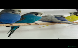 Budgerigars birds for sale: Budgerigars for sale mixed ages mixed genders - Image 14