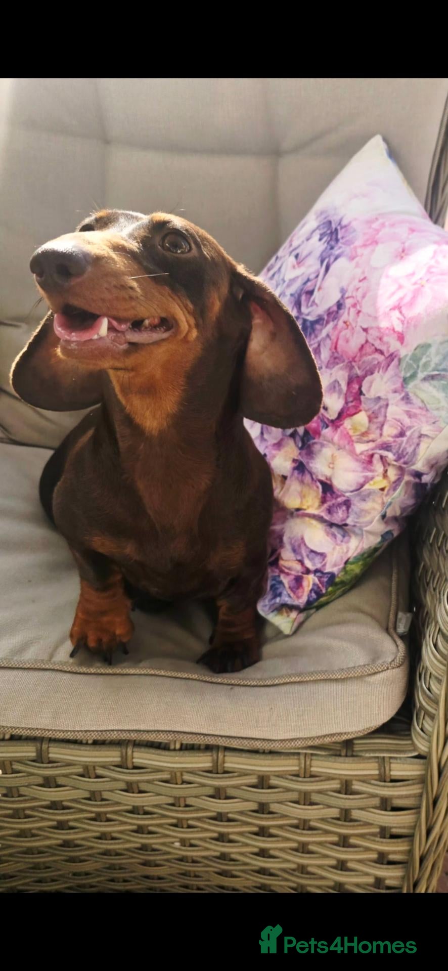 Doxiepoo dogs Stunning F1 doxipoo puppies  - Advert 2