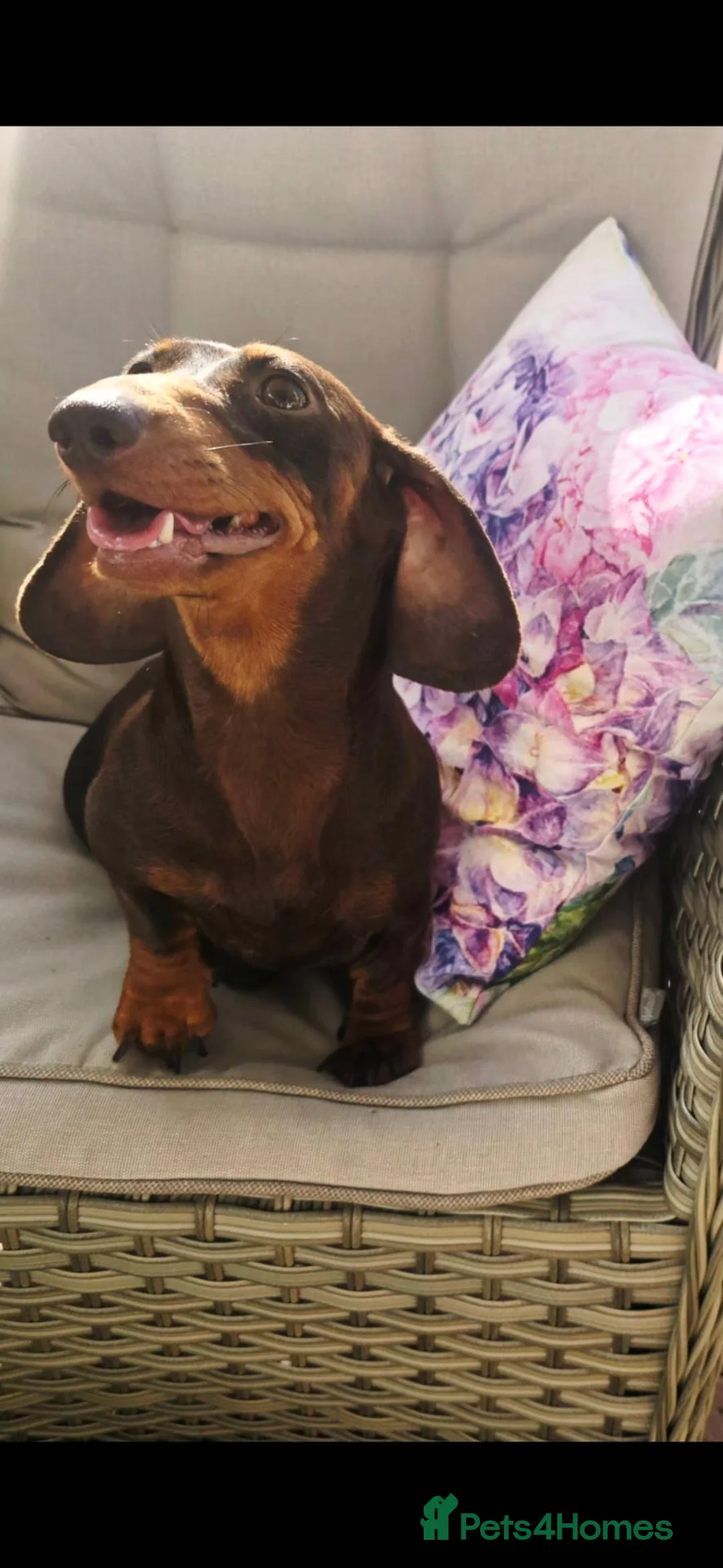 Doxiepoo dogs for sale: Stunning F1 doxipoo puppies  - Advert 2