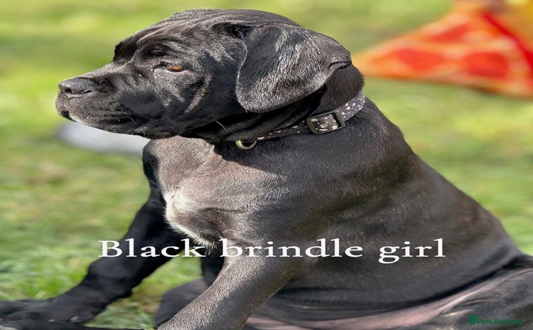 Cane Corso dogs - Advert 12