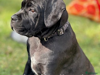 Cane Corso dogs - Advert 33