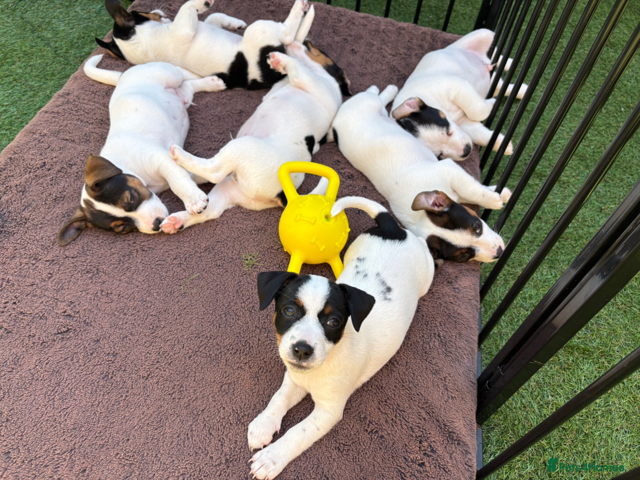 Jack Russell dogs  Beautiful Jack Russell baby girl  - Advert 2