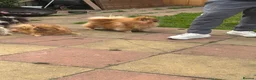 Pomeranian dogs for sale: Pomeranian  - Advert 2