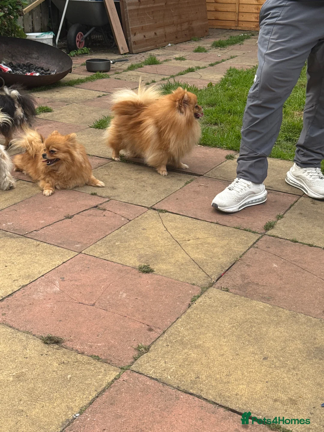 Pomeranian dogs for sale: Pomeranian  - Advert 2