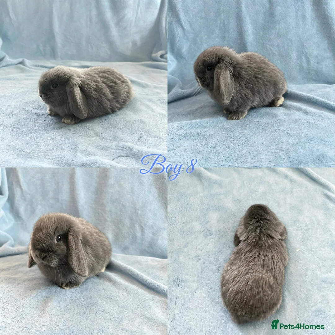 Mini Lop rabbits for sale: Baby Mini Lops Ready 01/07 - Advert 8
