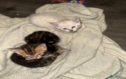 Bengal cats for sale: Snow Lynx, Marble & Brown Rosette Bengals - Image 29