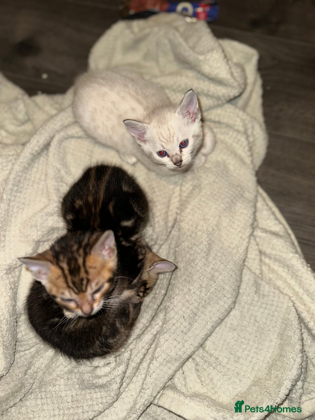 Bengal cats for sale: Snow Lynx, Marble & Brown Rosette Bengals - Image 29