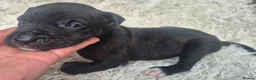 Presa Canario dogs for sale: Presa Canario Puppies ♥️ - Advert 10