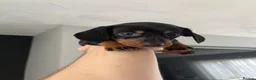 Miniature Dachshund dogs for sale: Miniature dachshunds  - Advert 17