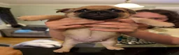 Jug dogs for sale: Jug Puppies For Sale - Advert 1