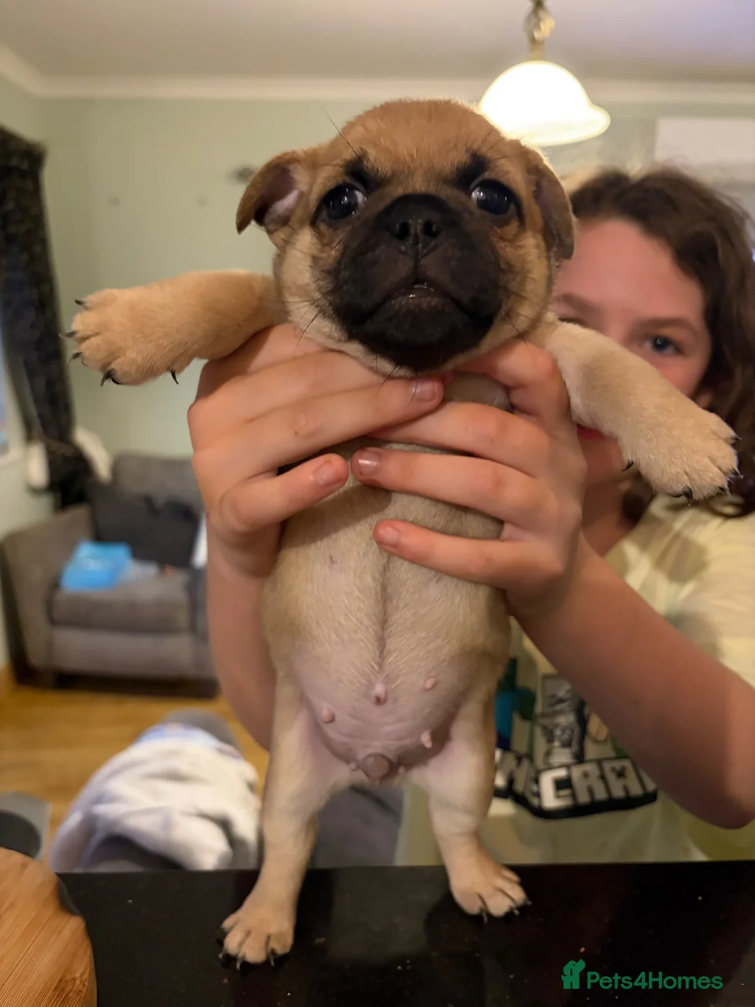 Jug dogs for sale: Jug Puppies For Sale - Advert 1