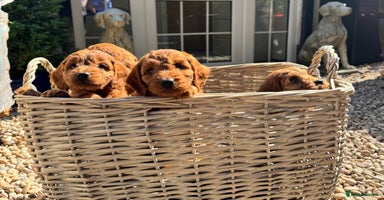 Cockapoo dogs - Advert 8