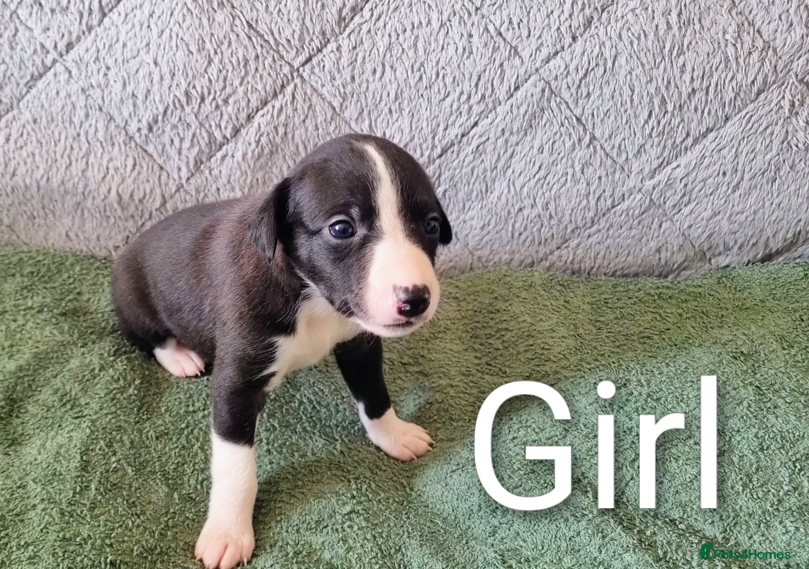 Whippet dogs Whippet x Greyhound - Advert 2