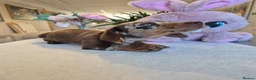 Miniature Dachshund dogs for sale: Beautiful Miniature Dachshund Ready to leave!♥️💙 - Advert 13