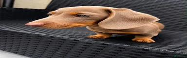 Miniature Dachshund 1