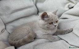 British Shorthair cats for sale: Ready British Shorthair Chunky Kittens - Image 13