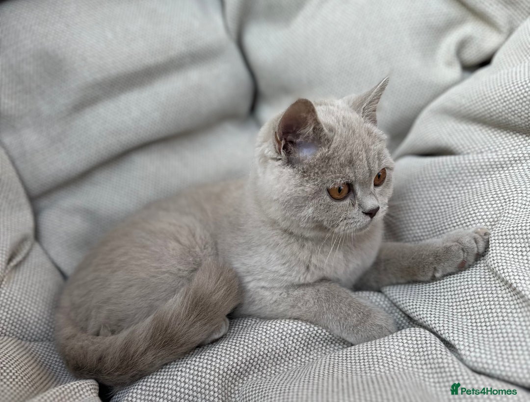 British Shorthair cats for sale: Ready British Shorthair Chunky Kittens - Image 13