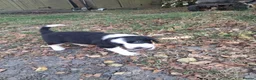 Sprollie dogs for sale: Beautiful litter of puppies  - Advert 13