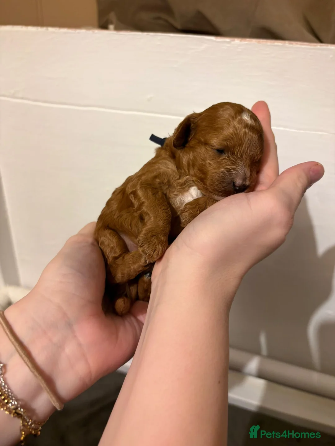Cavapoo dogs for sale: Small F2 Cavapoo Puppies – Family Raised - Advert 6